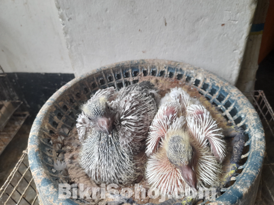 ট্রেম সাইজের কবুতর